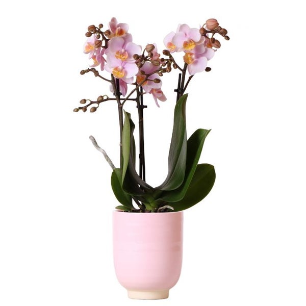 Übertopf Glazed - glasierte Keramik mit Standfuß - rosa - passend für 9cm Töpfe