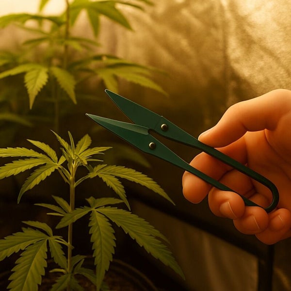 Hand hält Trimmscheren vor einer Cannabispflanze
