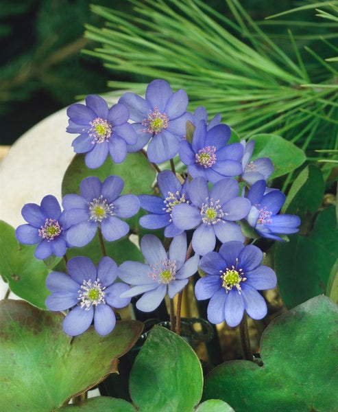 Hepatica nobilis, Leberblümchen, ca. 9x9 cm Topf, blau blühend