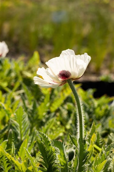 Papaver orientale 'Royal Wedding', Türkischer Mohn, weiß, ca. 11x11 cm Topf
