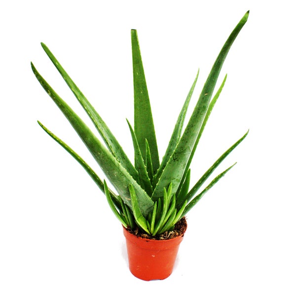 Aloe vera - ca. 4-5 Jahre alt - 15cm Topf