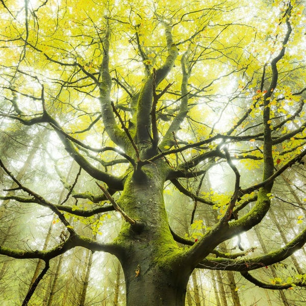 Baum mit Ästen im Wald
