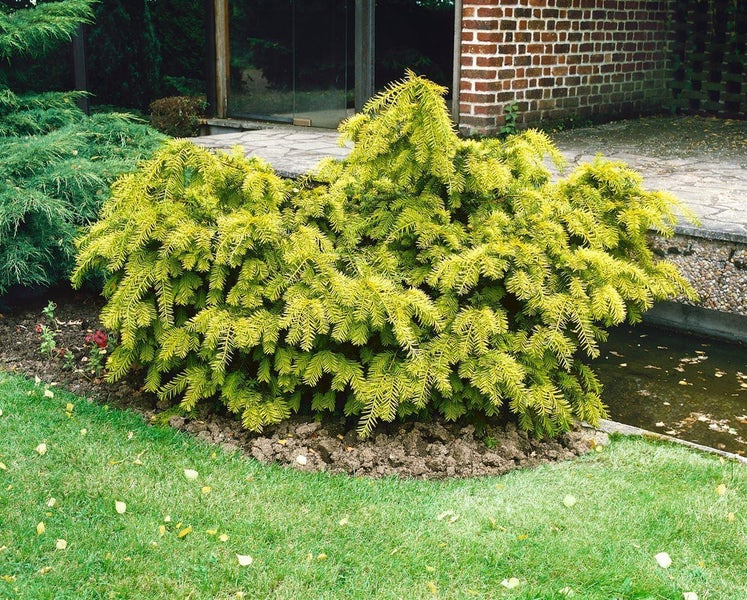 Gelbe Eibe im Gartenbeet