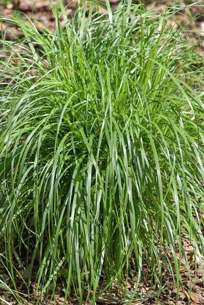 Calamagrostis brachytricha, Diamantgras, ca. 9x9 cm Topf, zierend