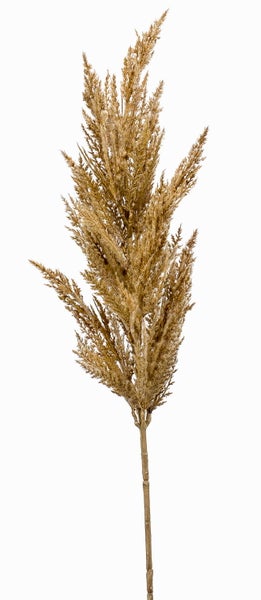 Getrocknetes Ziergras im Bund, beige.