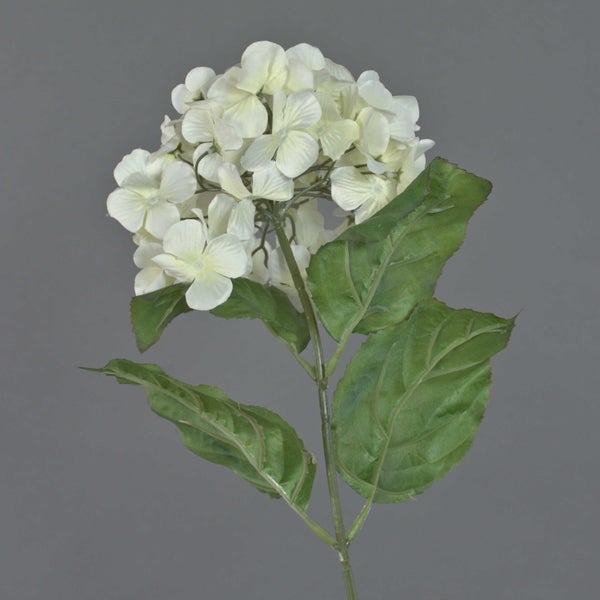 Nahaufnahme einer weißen Hortensie mit grünen Blättern.