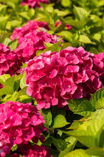 Nahaufnahme von rosafarbenen Hortensienblüten mit grünen Blättern