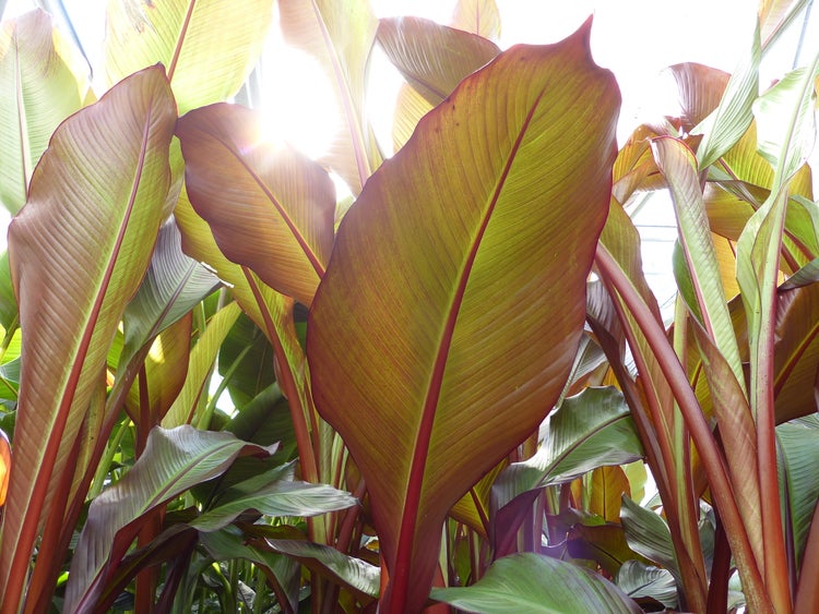 Nahaufnahme der grossen, geaderten Blätter einer Canna Pflanze, die vom Sonnenlicht durchleuchtet werden.