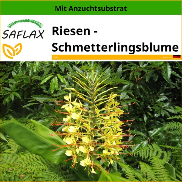 SAFLAX  - Riesen - Schmetterlingsblume - Hedychum gardnerianum - 10 Samen - Mit keimfreiem Anzuchtsubstrat