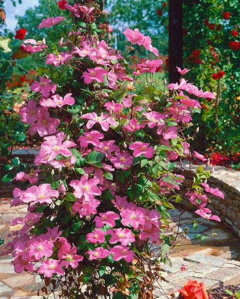 Clematis Hybrid 'Comtesse de Bouchaud', rosa Blüten, 60–100 cm