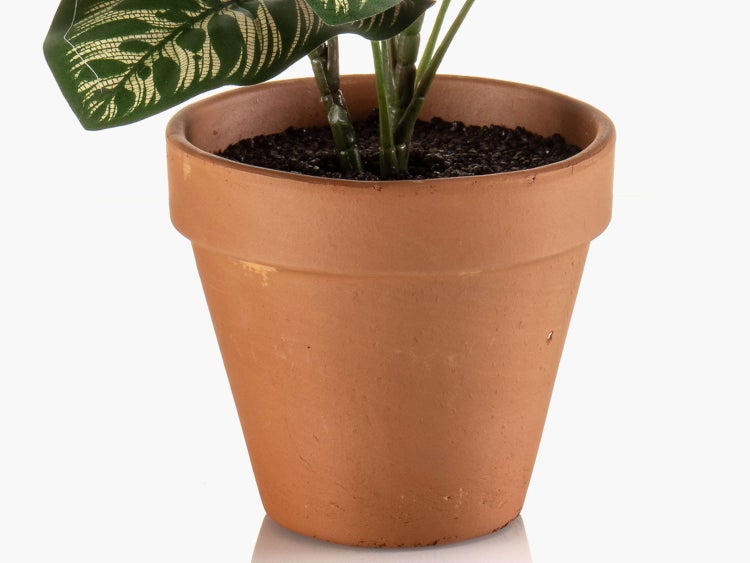 Korbmarante Calathea mit großen gemusterten Blättern.