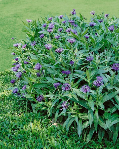 Ackerwitwenblume mit violetten Blüten im Garten
