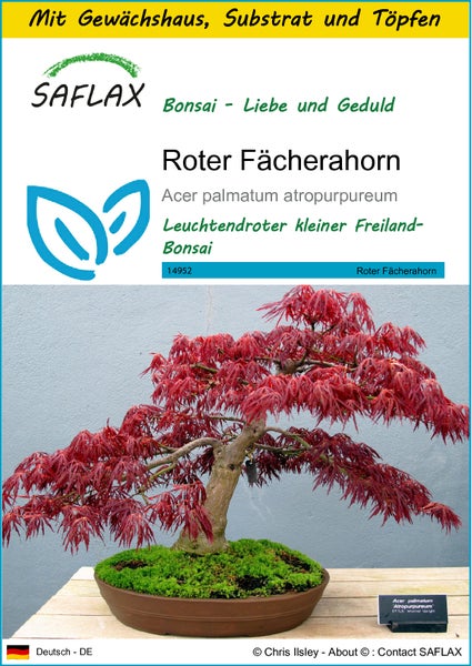 SAFLAX Anzucht Set - Roter Fächerahorn - Acer palmatum atropurpureum - 20 Samen - Mit Mini-Gewächshaus, Anzuchtsubstrat und 2 Töpfen