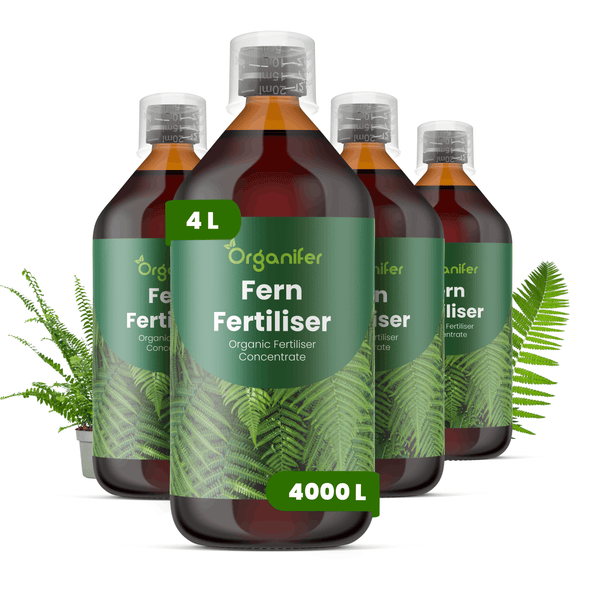 Organifer Farn-Dünger, organisches Düngerkonzentrat, vier Flaschen zu 4 Liter für circa 4000 Liter Gießwasser, mit Dosierkappe.