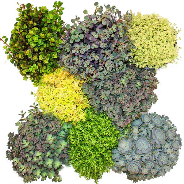 8 Winterharte Sedum-Pflanzen - Fetthenne - abwechslungsreiches Farbspiel