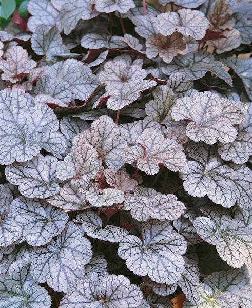 Heuchera micrantha 'Silver Scrolls', Purpurglöckchen, silbrig, ca. 11x11 cm Topf