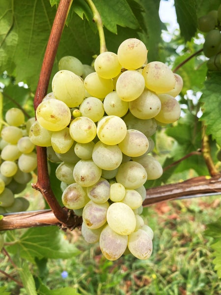 Eine Traube heller Weintrauben wächst an einer Rebe im Weinberg.