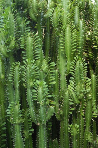 Detailaufnahme einer Euphorbia trigona Zimmerpflanze