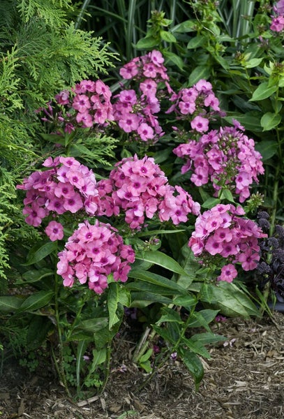 Phlox paniculata 'Pink Flame', Flammenblume, rosa, ca. 11x11 cm Topf