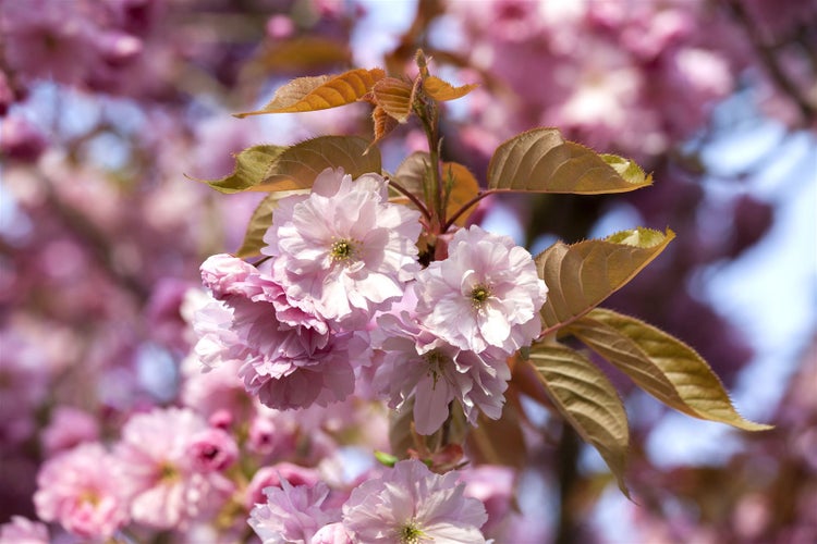Nahaufnahme von blühenden Zweigen eines Zierkirschenbaums mit zahlreichen Blüten und jungen Blättern.
