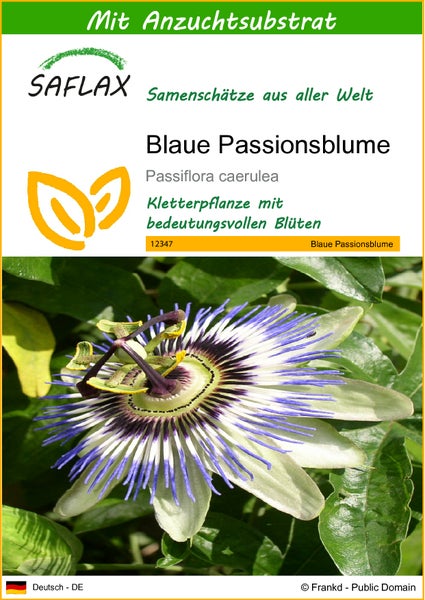 SAFLAX  - Blaue Passionsblume - Passiflora caerulea - 25 Samen - Mit keimfreiem Anzuchtsubstrat