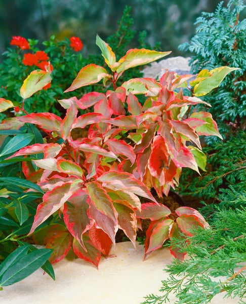Cornus alba 'Gouchaultii', Hartriegel, buntes Laub, 40–60 cm