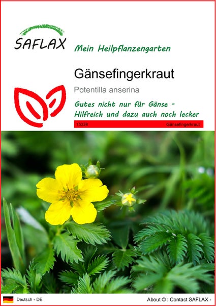SAFLAX  - Gänsefingerkraut - Potentilla anserina - 20 Samen