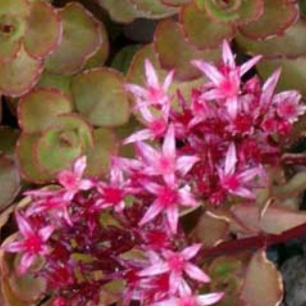 Fetthenne mit Blüten