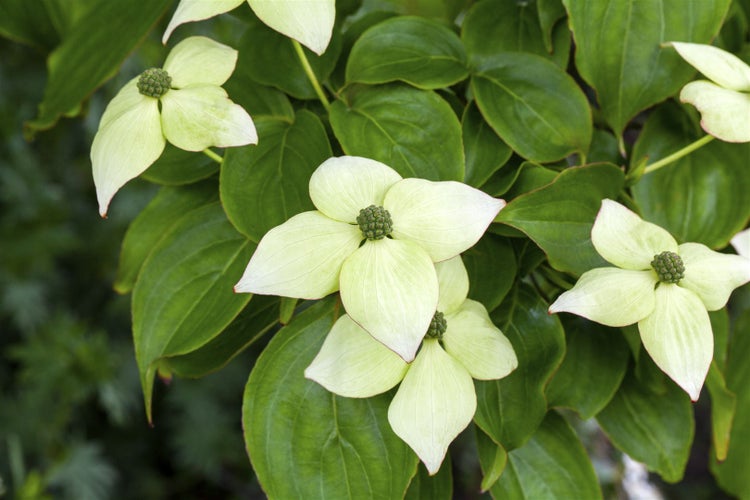 Cornus kousa, Japanischer Blumen-Hartriegel, 100–125 cm