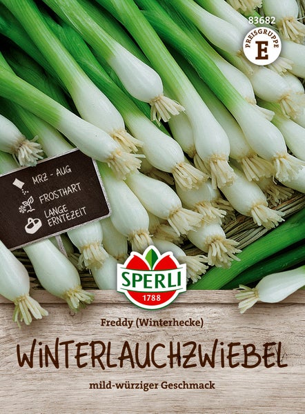 Sperli Winterlauchzwiebel Freddy Saatgut