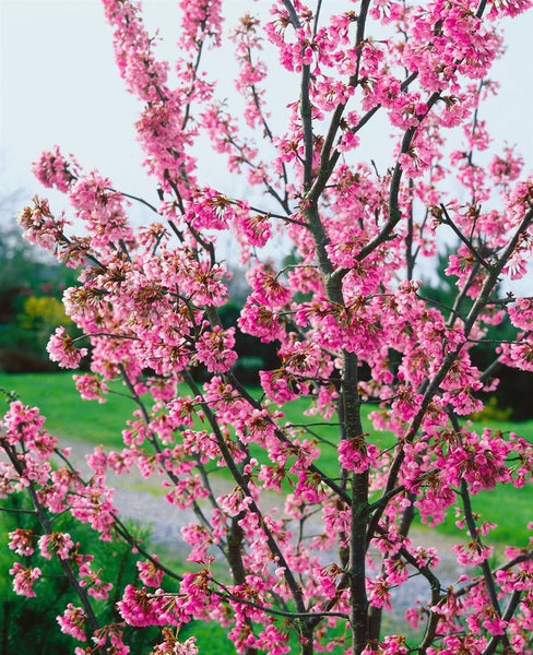 Prunus kurilensis 'Ruby', Zierkirsche, rosa Blüten, 40–60 cm