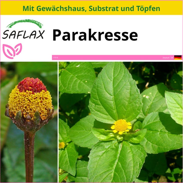 SAFLAX Anzucht Set - Parakresse - Acmella oleracea - 500 Samen - Mit Mini-Gewächshaus, Anzuchtsubstrat und 2 Töpfen