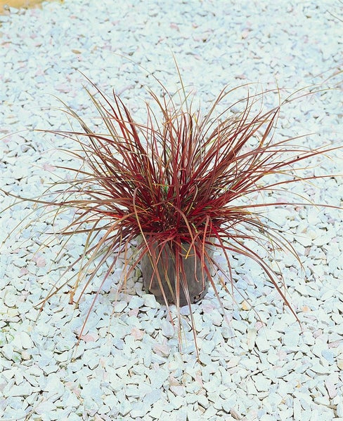 Uncinia rubra, Rotes Ziergras, ca. 9x9 cm Topf