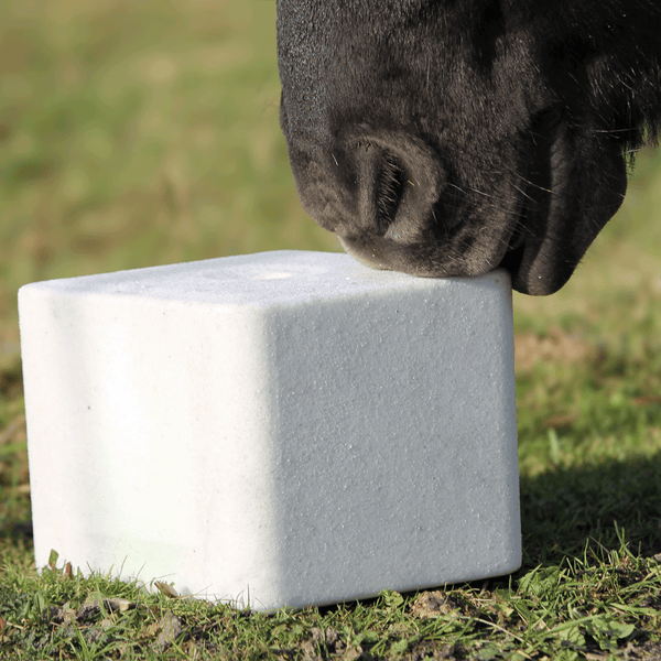 Pferdenase an Mineralsalzleckstein