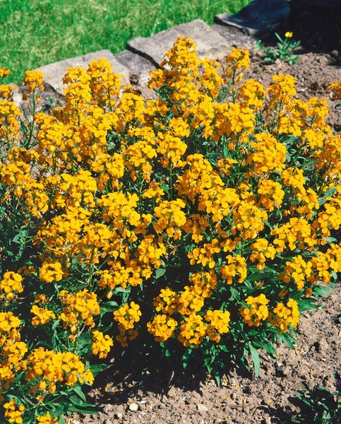 Erysimum x allionii, Goldlack, orange, ca. 9x9 cm Topf