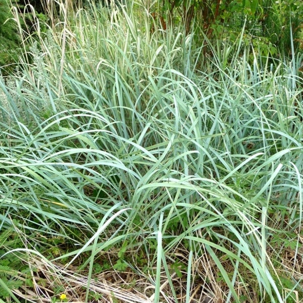 Blaues Pfeifengras im Gartenbeet