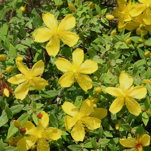 Johanniskrautpflanze mit gelben Blüten und grünen Blättern
