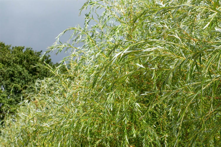Salix alba 'Tristis', Trauerweide, gelbgrün, 80–100 cm