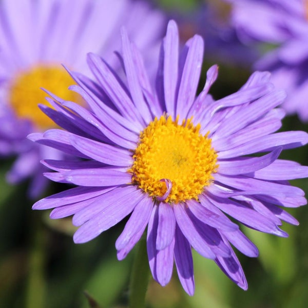 Nahaufnahme einer lila Asterblume mit gelber Mitte.