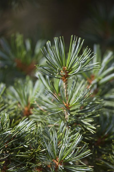 Pinus nigra 'Hornibrookiana', Schwarz-Kiefer, 40–50 cm