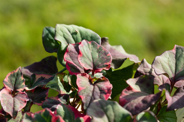 Houttuynia cordata 'Chameleon', buntes Laub, ca. 9x9 cm Topf