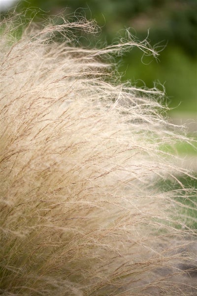Stipa tenuissima 'Ponytails', Zartes Federgras, 2 Liter Container