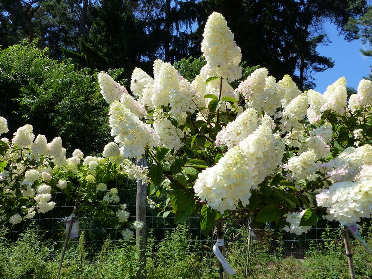 Rispenhortensie mit großen, weißen Blütenkegeln und grünen Blättern in einem Garten.