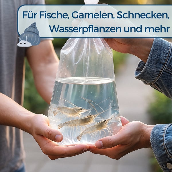 Eine durchsichtige Tüte mit Wasser und drei Garnelen, die von zwei Personen gehalten wird.