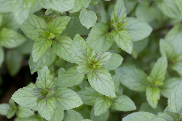 Mentha x piperita 'Multimentha', Pfefferminze, aromatisch, ca. 9x9 cm Topf