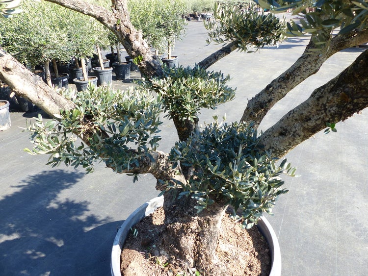 Olivenbaum Olea europaea im Topf, Pom Pom Schnitt mit dickem Stamm und mehreren dichten Blattkronen.