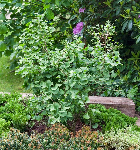 Ginkgo biloba, Fächerblattbaum, 40–60 cm, winterhart