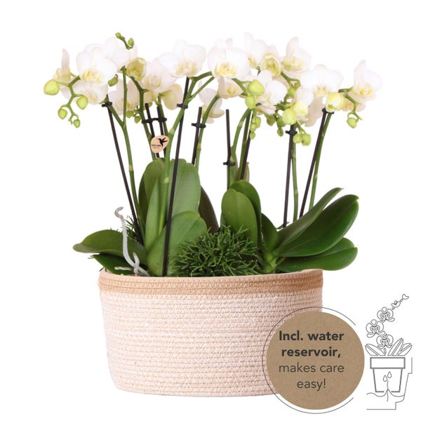 Kolibri Orchids weißes Pflanzenset im Baumwollkorb inkl. Wassertank 3 weiße Orchideen Amabilis 9cm und 3 Grünpflanzen Rhipsalis