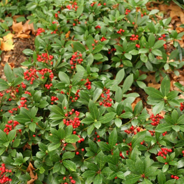 Bodenbedeckende Pflanze mit roten Beeren und grünen Blättern.