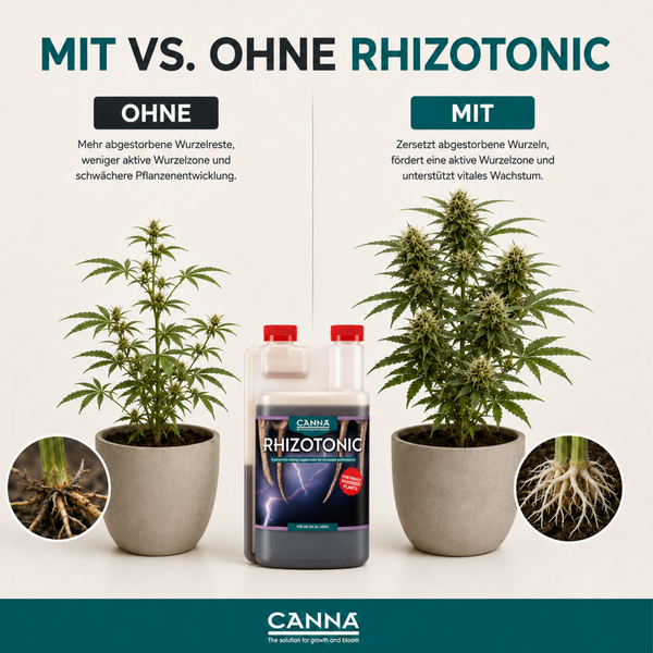 Vergleichsgrafik von Canna Rhizotonic Wurzelstimulator mit Darstellung der Pflanzenentwicklung mit und ohne Anwendung.